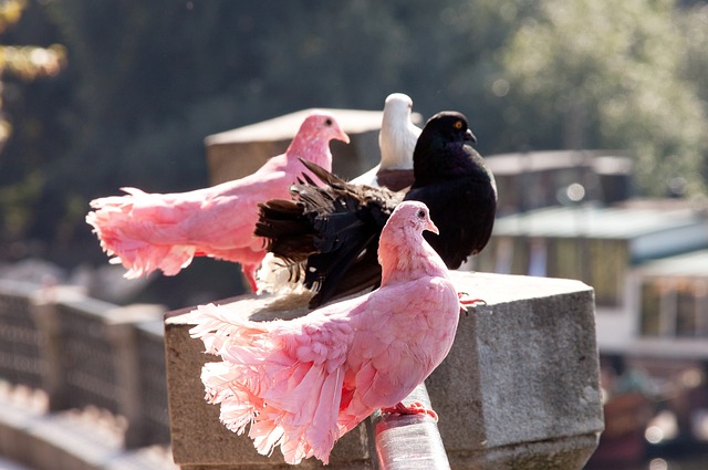 也將成為無 也將成為無