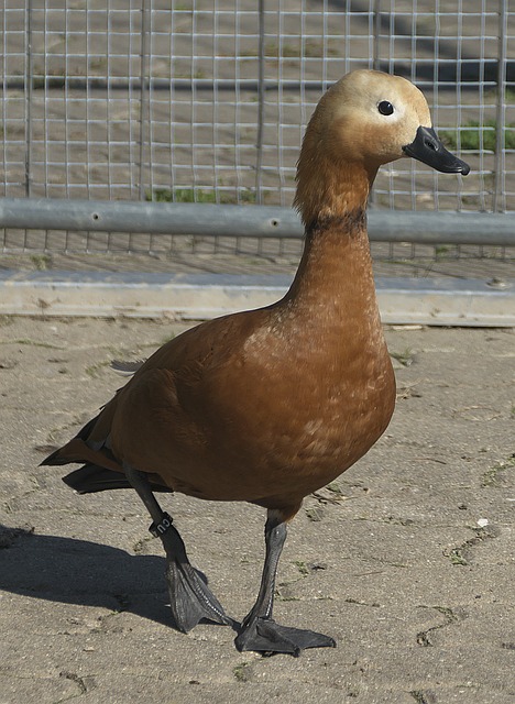 控能力